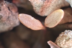 Ranunculus crithmifolius