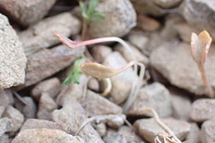 Ranunculus crithmifolius