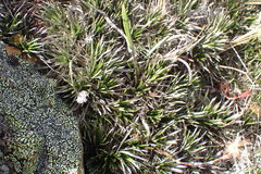 Celmisia laricifolia