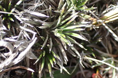 Celmisia laricifolia