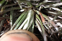 Celmisia laricifolia