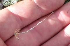 Celmisia laricifolia