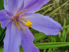 Vellozia compacta