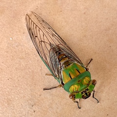 Macrotristria sylvara