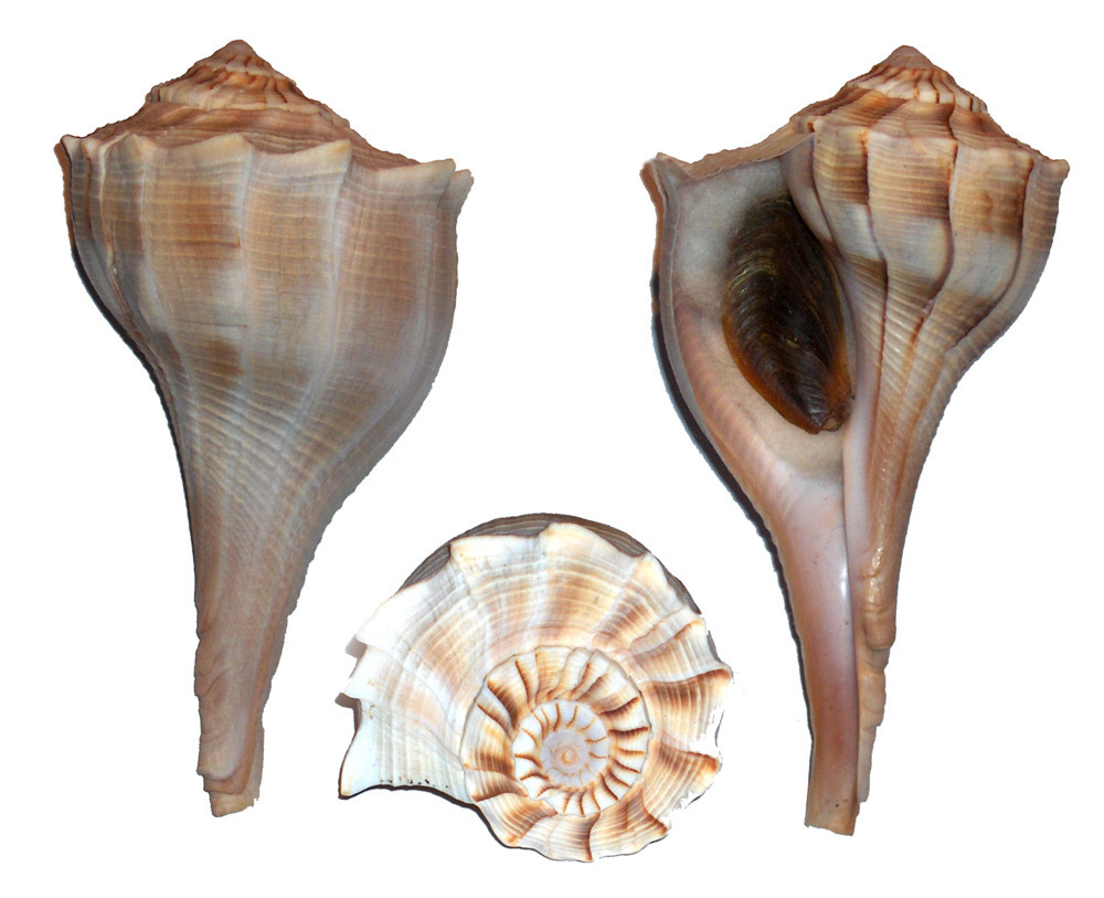 Perverse Lightning Whelk