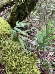 Pleopeltis pleopeltifolia