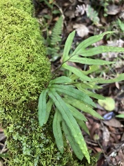 Pleopeltis pleopeltifolia