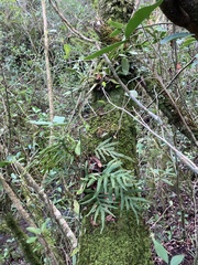 Pleopeltis pleopeltifolia