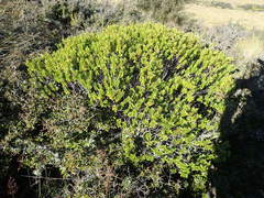 Veronica rakaiensis