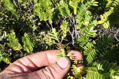 Veronica rakaiensis