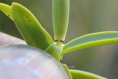Veronica rakaiensis