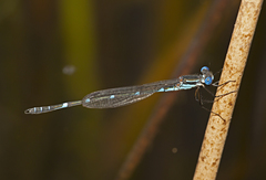 Austrolestes minjerriba