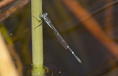 Austrolestes minjerriba