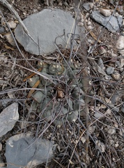 Thelocactus rinconensis