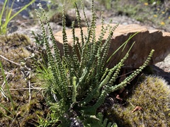 Cheilanthes micropteris