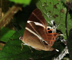 Abisara neophron