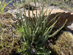 Cheilanthes micropteris