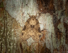 Schistophleps obducta