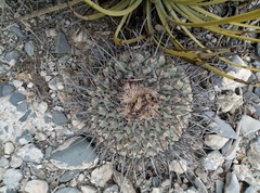 Thelocactus rinconensis