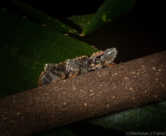 Metademius floccosus