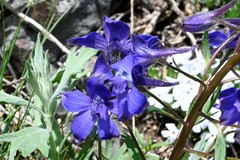 Delphinium glareosum