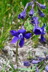 Delphinium glareosum