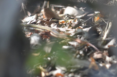 Aspidoscelis angusticeps