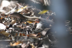 Aspidoscelis angusticeps