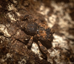 Methidrysis afflicta