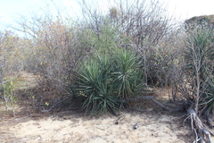 Yucca capensis