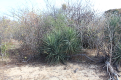 Yucca capensis