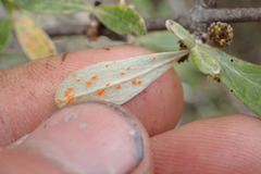 Puccinia tekapo