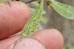 Puccinia tekapo