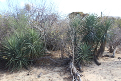 Yucca capensis