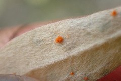 Puccinia tekapo