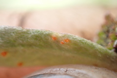 Puccinia tekapo