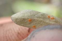 Puccinia tekapo