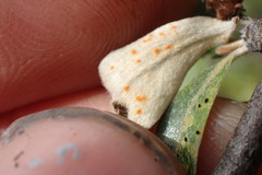 Puccinia tekapo