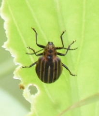 Neolochmaea dilatipennis