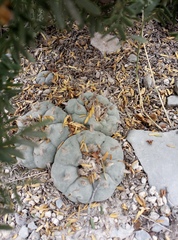 Lophophora williamsii