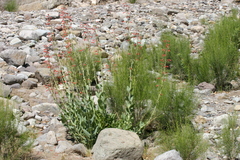 Penstemon havardii