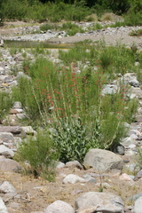 Penstemon havardii