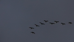 Dendrocygna autumnalis