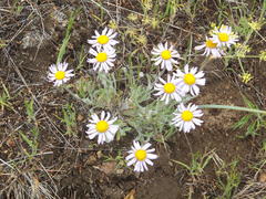 Erigeron poliospermus