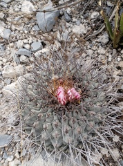 Thelocactus rinconensis