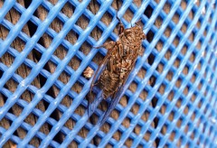 Physeema labyrinthica