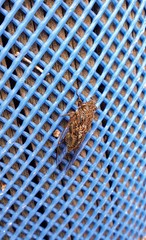 Physeema labyrinthica