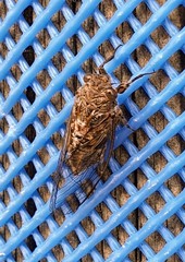 Physeema labyrinthica