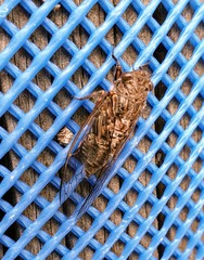 Physeema labyrinthica