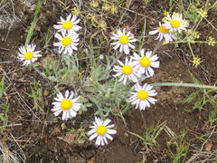 Erigeron poliospermus